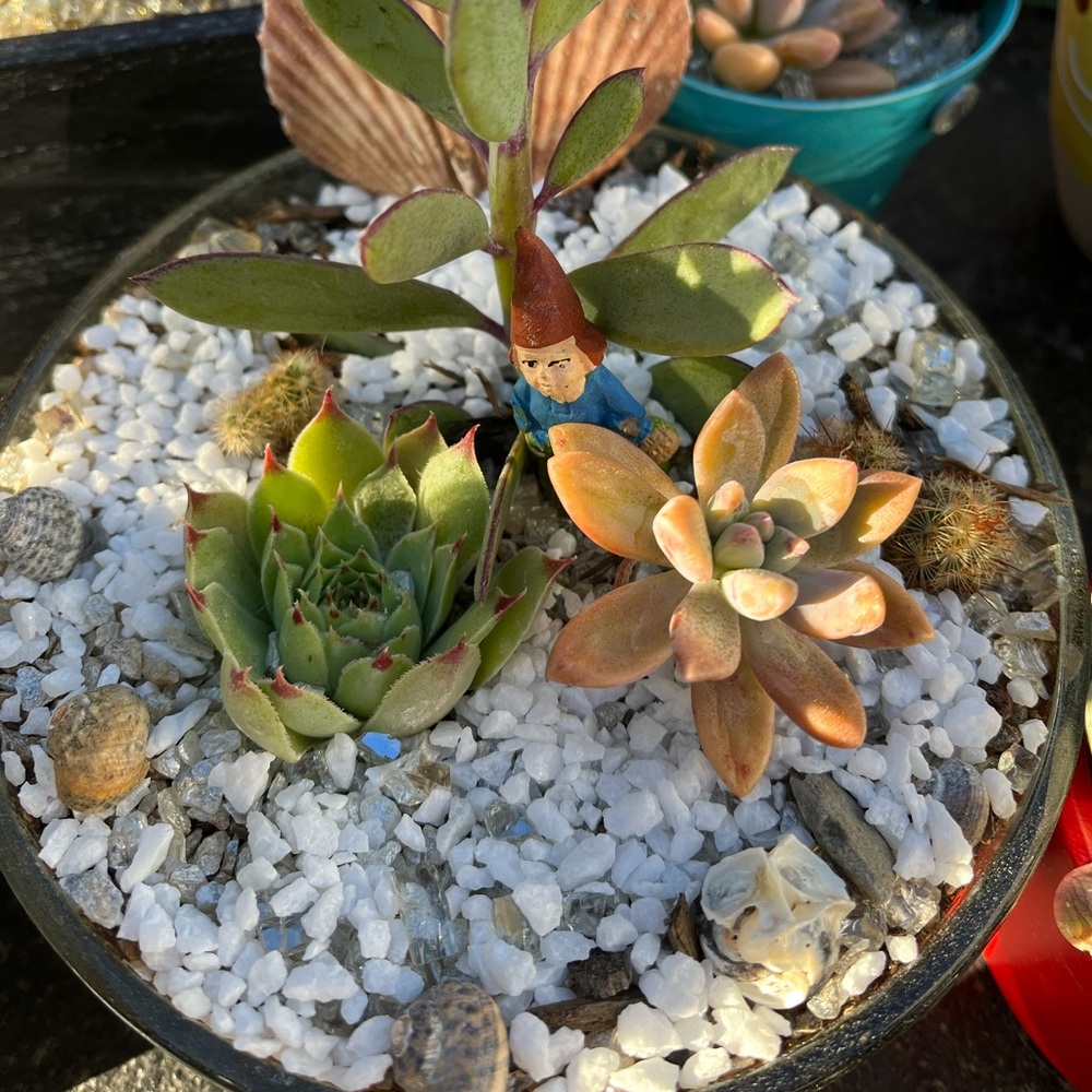 Succie bowl #2